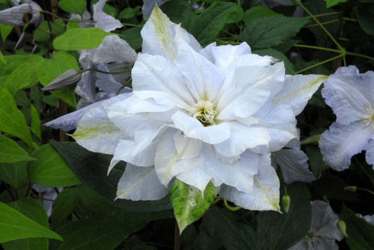 Waldrebe 'Chalcedony' - Clematis 'Chalcedony'