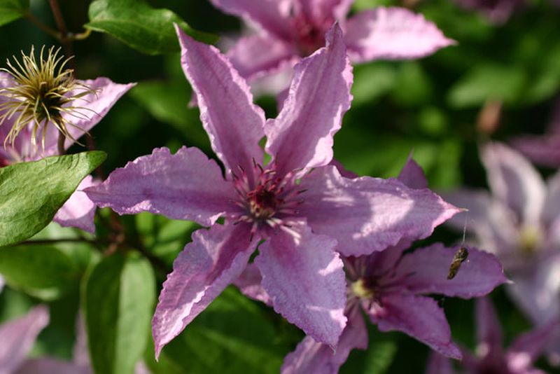 Waldrebe 'Hagley Hybrid' - Clematis 'Hagley Hybrid'