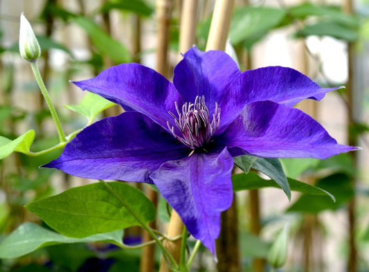 Waldrebe 'Kacper' - Clematis 'Kacper'