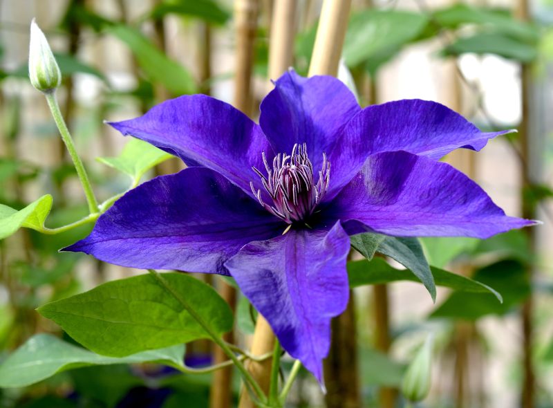 Waldrebe 'Kacper' - Clematis 'Kacper'