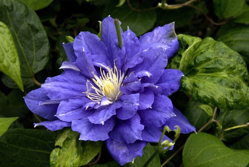 Waldrebe 'Kiri Te Kanawa' - Clematis 'Kiri Te Kanawa'