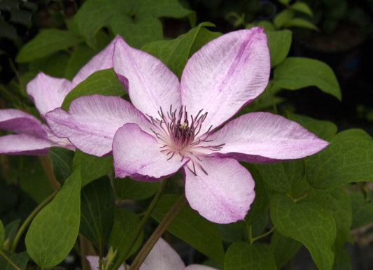 Waldrebe 'Omoshiro' - Clematis 'Omoshiro'