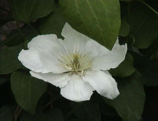 Waldrebe 'Schneeglanz' - Clematis 'Schneeglanz'