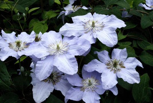 Waldrebe 'Silver Moon' - Clematis 'Silver Moon'