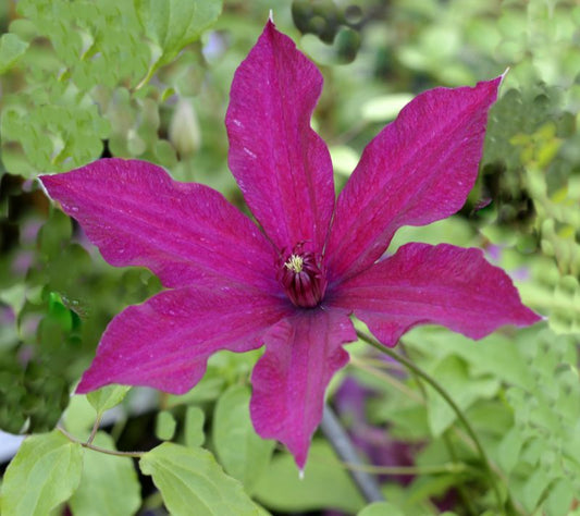 Waldrebe 'Sunset' - Clematis 'Sunset'