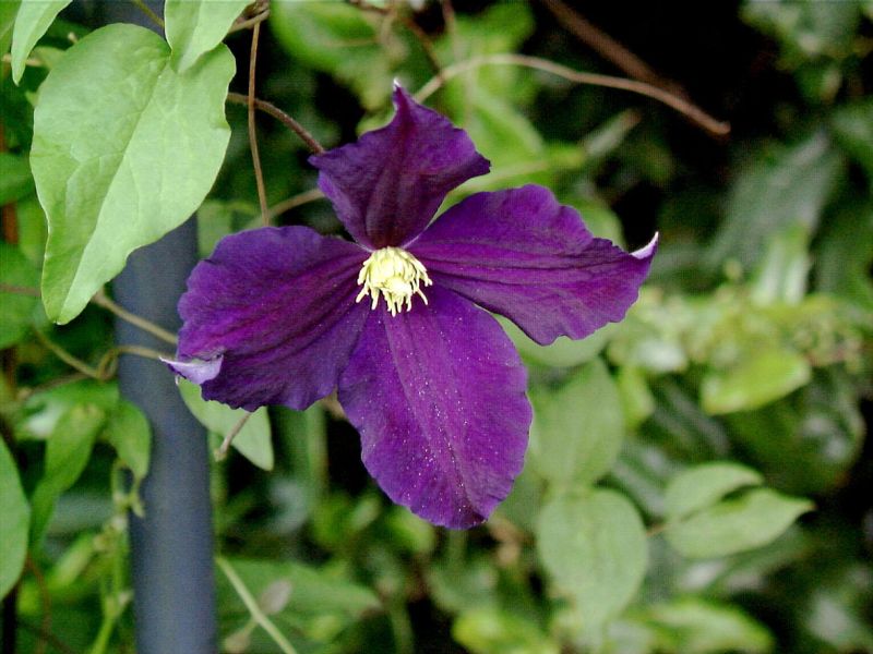 Waldrebe 'Viola' - Clematis 'Viola'