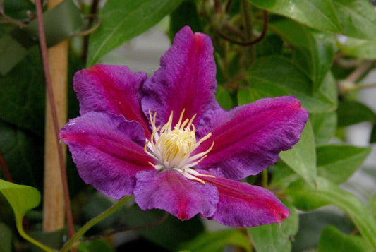 Waldrebe 'hania' - Clematis 'Hania'