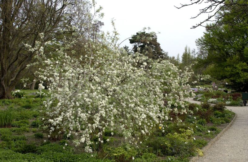 Weidenblättr.Birne - Pyrus salicifolia CAC