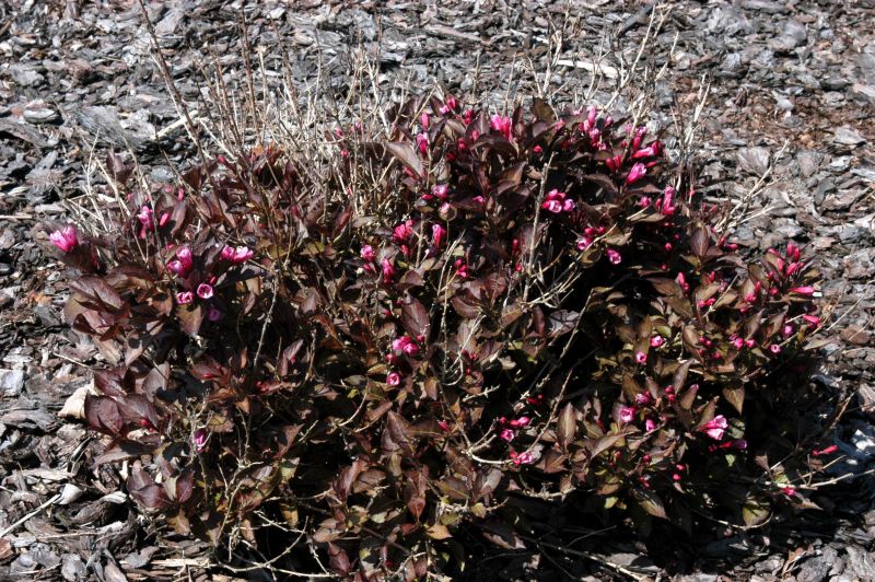 Weigelie 'Ruby Queen' - Weigela florida 'Ruby Queen' ® -S-