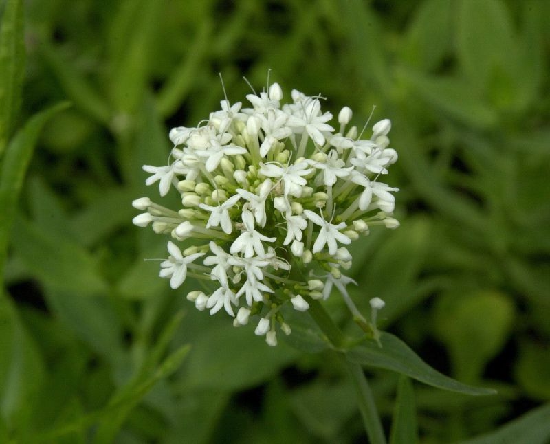 Weißblühende Garten-Spornblume - Centranthus ruber 'Albus'