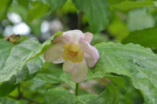 Weißblütiger Gewürzstrauch - Sinocalycanthus chinensis