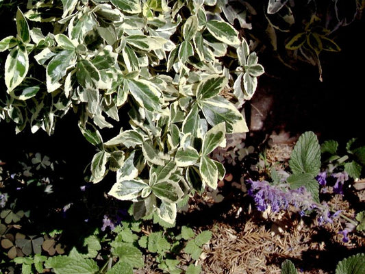 Weißbunte Kriechspindel 'Variegatus' - Euonymus fortunei 'Variegatus'