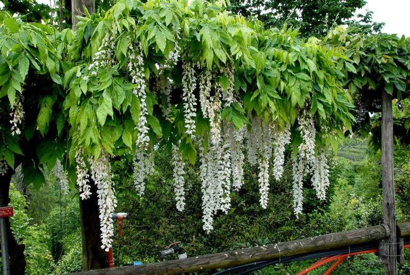 Weißer Blauregen - Wisteria floribunda 'Alba'