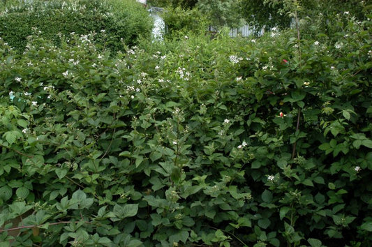Wilde Brombeere - Rubus fruticosus