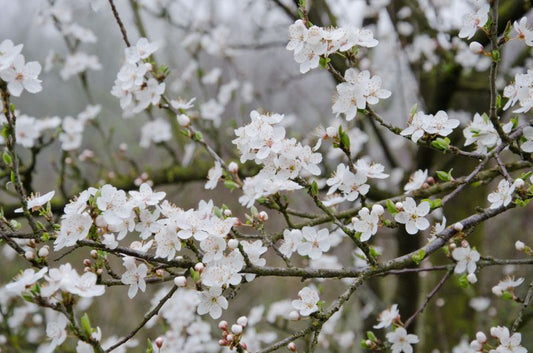Wildpflaume - Prunus cerasifera CAC