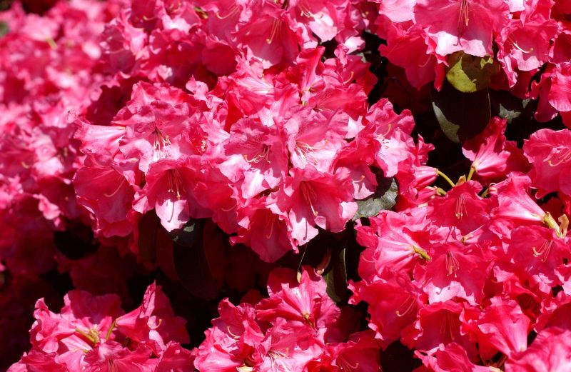 Williams.-Rhododendron 'Gartendir.Glocker' - Rhododendron williams.'Gartendir. Glocker'
