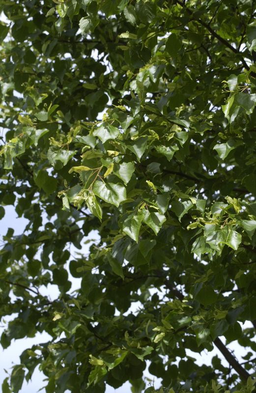 Winter-Linde VgU - Tilia cordata VgU