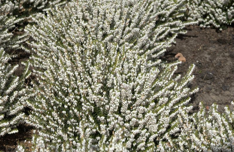 Winterblühende Heide 'White Perfection' - Erica x darleyensis 'White Perfection'