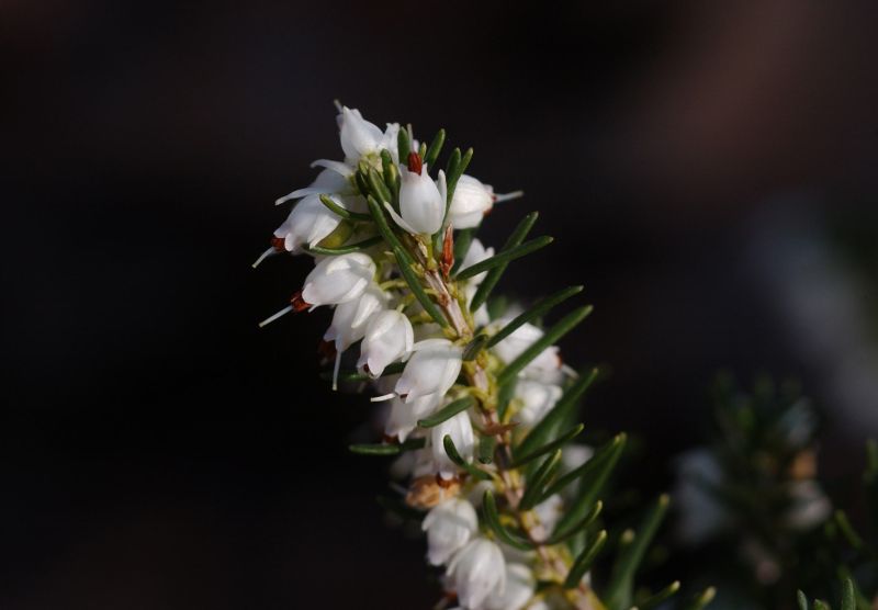 Winterblühende Heide 'White Perfection' - Erica x darleyensis 'White Perfection'