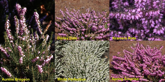 Winterblühende Heide in Sorten - Erica x darleyensis in Sorten