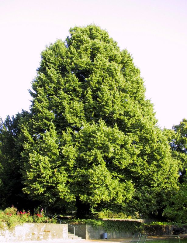 Winterlindenbaum / Lindenbaum - Tilia cordata
