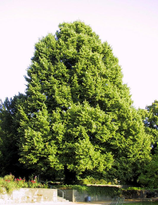 Winterlindenbaum / Lindenbaum - Tilia cordata