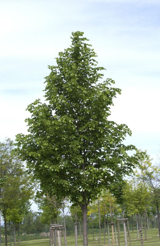 Winterlinde 'Rancho' - Tilia cordata 'Rancho'
