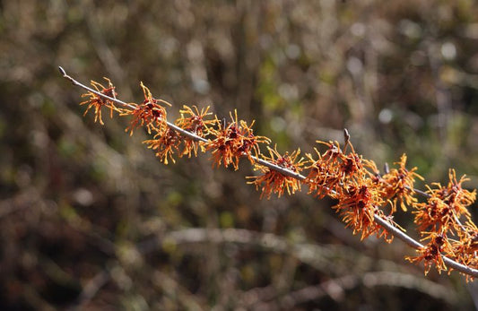 Zaubernuss 'Aphrodite' - Hamamelis intermedia 'Aphrodite'
