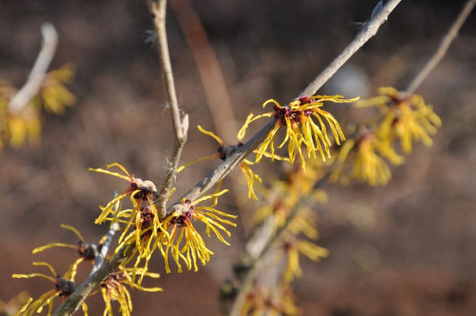 Zaubernuss 'Barmstedt's Gold' - Hamamelis intermedia 'Barmstedt's Gold'