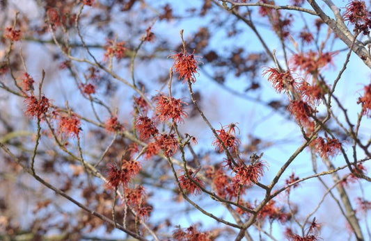 Zaubernuss 'Jelena' - Hamamelis intermedia 'Jelena'