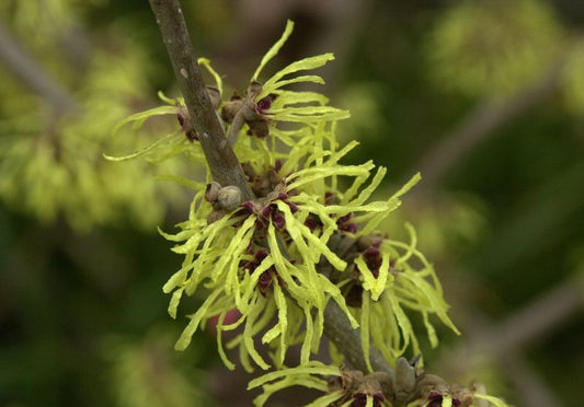 Zaubernuss 'Pallida' - Hamamelis intermedia 'Pallida'