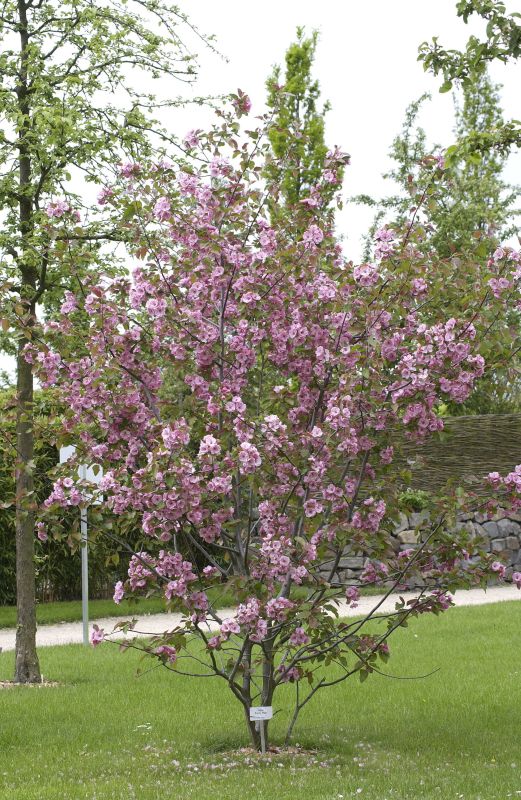 Zierapfel 'Brandy Magic' - Malus 'Brandy Magic' CAC