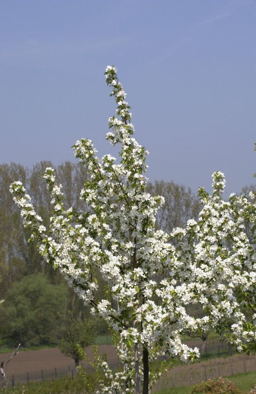 Zierapfel 'Calocarpa' - Malus 'Calocarpa' CAC