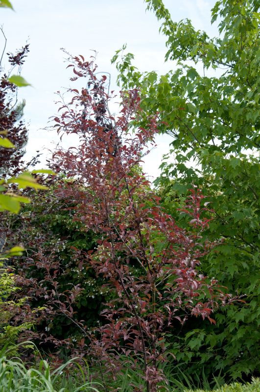 Zierapfel 'Coccinella' ® - Malus 'Coccinella' ® CAC