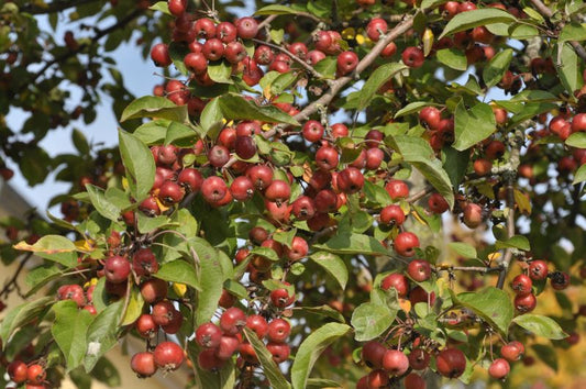 Zierapfel 'Evereste' ® - Malus 'Evereste' ® CAC