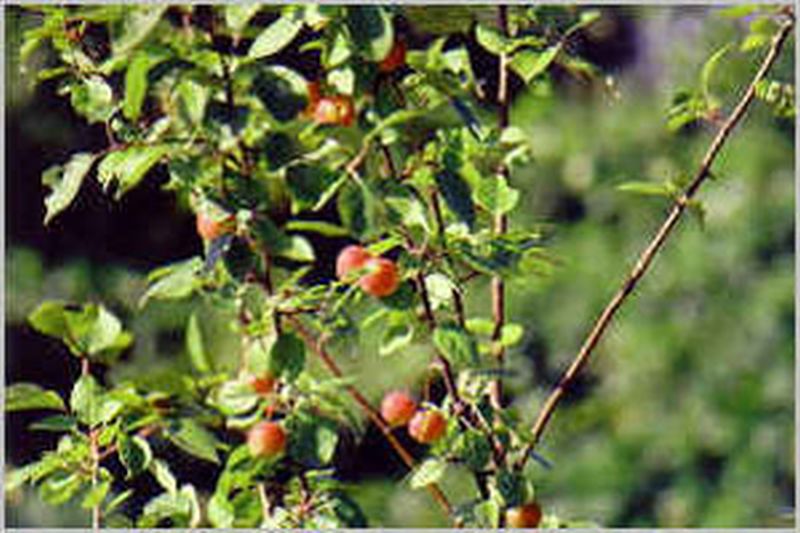 Zierapfel 'Golden Hornet' - Malus 'Golden Hornet' CAC