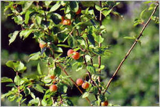 Zierapfel 'Golden Hornet' - Malus 'Golden Hornet' CAC