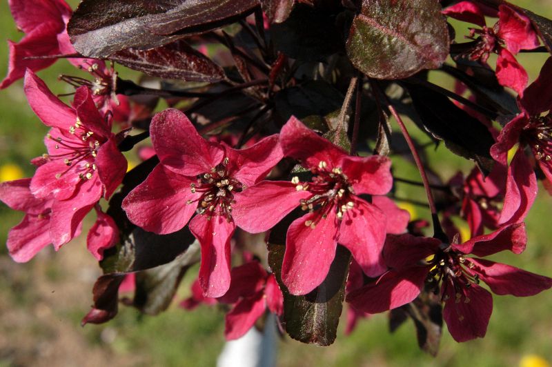 Zierapfel 'Nicoline' - Malus 'Nicoline' CAC