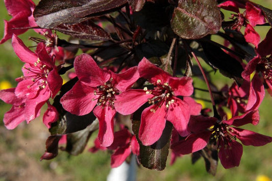 Zierapfel 'Nicoline' - Malus 'Nicoline' CAC
