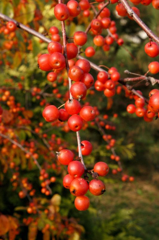 Zierapfel 'Professor Sprenger' - Malus 'Professor Sprenger' CAC