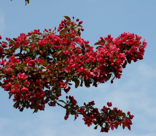 Zierapfel 'Royalty' - Malus 'Royalty' CAC