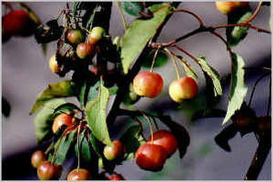 Zierapfel 'Tina' - Malus 'Tina' CAC