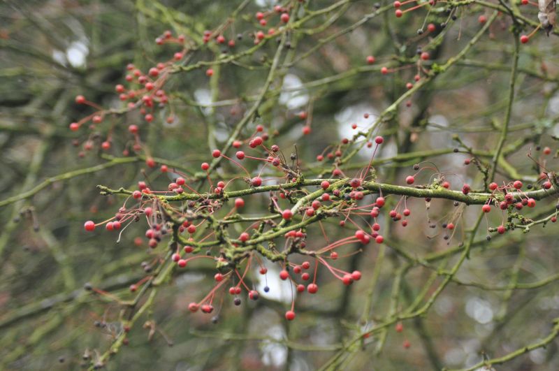 Zierapfel toringo sargentii 'Veredlung' - Malus toringo sargentii 'Veredlung' CAC