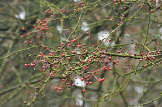 Zierapfel toringo sargentii 'Veredlung' - Malus toringo sargentii 'Veredlung' CAC