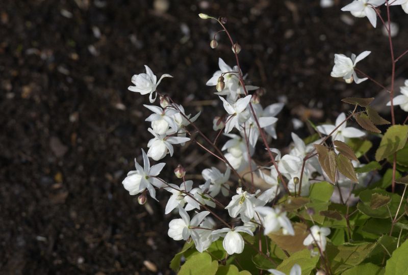 Zierliche Garten-Elfenblume Niveum - Epimedium x youngianum 'Niveum'