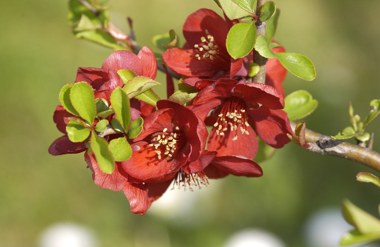 Zierquitte / Scheinquitte 'Crimson and Gold' - Chaenomeles 'Crimson and Gold'
