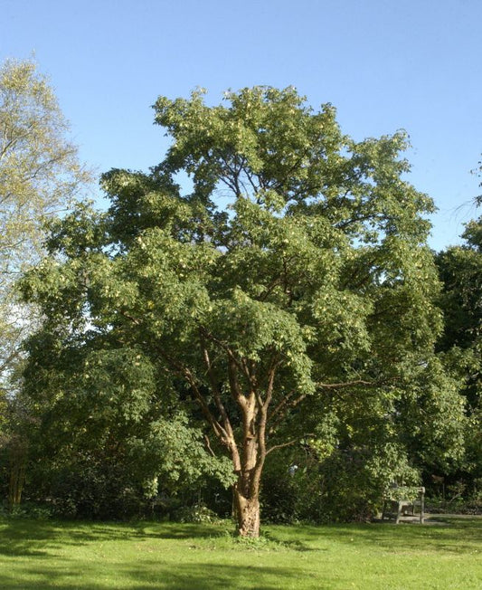 Zimt-Ahorn - Acer griseum