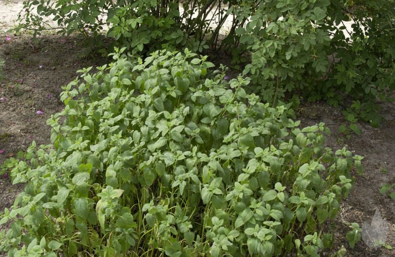 Zitronen-Melisse - Melissa officinalis