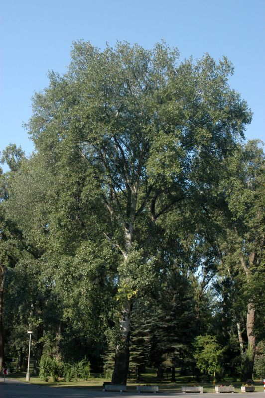 Zitterpappel - Populus tremula