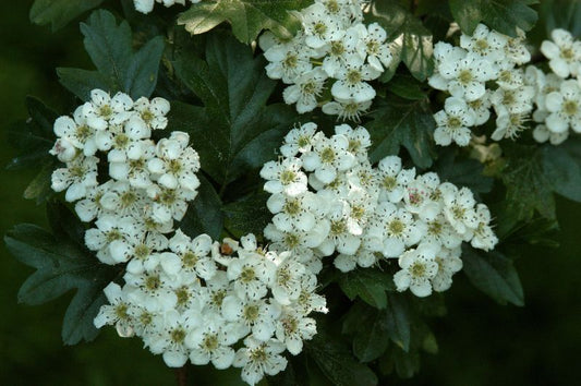 Zweigriffliger Weißdorn - Crataegus laevigata